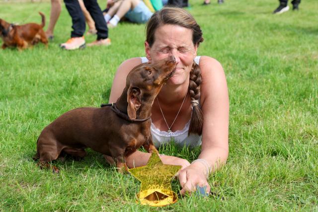 30 May 2026, Saxony-Anhalt, Magdeburg: Freddy, the dachshund owned by Nicole Mittelstaedt of Schwanewede, was named "Teckelstar 2026" at the 2nd German Dachshund Racing Championship. Photo: Peter Gercke/dpa