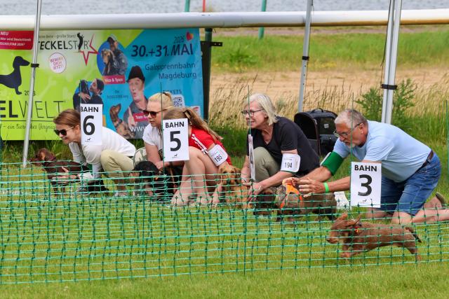 30 May 2026, Saxony-Anhalt, Magdeburg: The start of a preliminary heat at the 2nd German Dachshund Racing Championship. A total of 258 dachshunds compete in the race this weekend. Photo: Peter Gercke/dpa