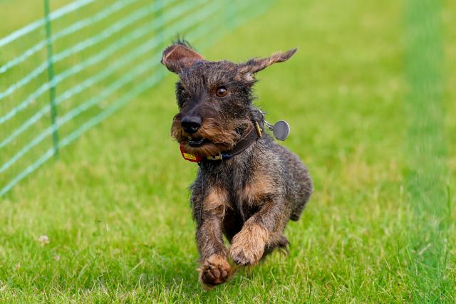 30 May 2026, Saxony-Anhalt, Magdeburg: Emmy, a dachshund from Eisleben, competes in a preliminary heat of the 2nd German Dachshund Racing Championship. A total of 258 dachshunds compete this weekend. Photo: Peter Gercke/dpa