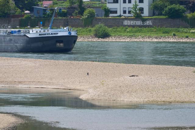 01 June 2026, Rheinland-Pfalz, Oberwesel: A cargo ship is passing a shoal in the Rhine near Oberwesel. High temperatures over the past few days have caused water levels to drop. Photo: Thomas Frey/dpa