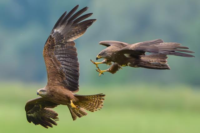 03 June 2026, Brandenburg, Lietzen: Two black kites (Milvus migrans) are engaged in a spectacular aerial chase over a hilly landscape. These agile birds of prey are known for their acrobatic flight maneuvers, which they display primarily during territorial battles or when competing for food. Photo: Patrick Pleul/dpa
