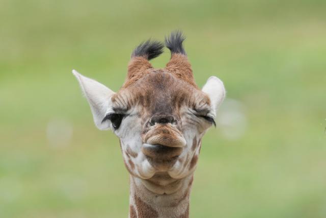 05 June 2026, Berlin: Linus, the Rothschild's giraffe bull, is pictured at Berlin-Friedrichsfelde Zoo. Photo: Sven Kaeuler/dpa
