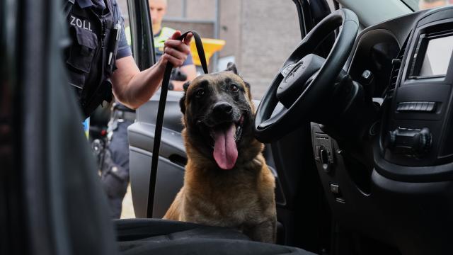 08 June 2026, North Rhine-Westphalia, Selfkant: A police dog is being deployed during a checkpoint operation in the border region near the Netherlands as part of a cross-border police operation. Photo: Rolf Vennenbernd/dpa