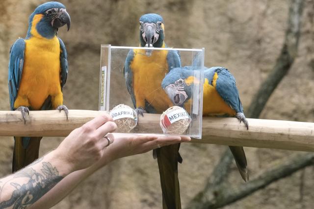 09 June 2026, Saxony, Leipzig: A blue-throated macaw uses its beak to grab a ball bearing the logo of Mexico, a participating country in the FIFA World Cup, at Leipzig Zoo. In the Amazonian aviary, the parrots are presented as 'oracles' for the opening match between Mexico and South Africa; the zoo calls the event 'Arakel.' According to the birds' 'predictions,' the match will be decided in favor of the South American team. Photo: Sebastian Willnow/dpa