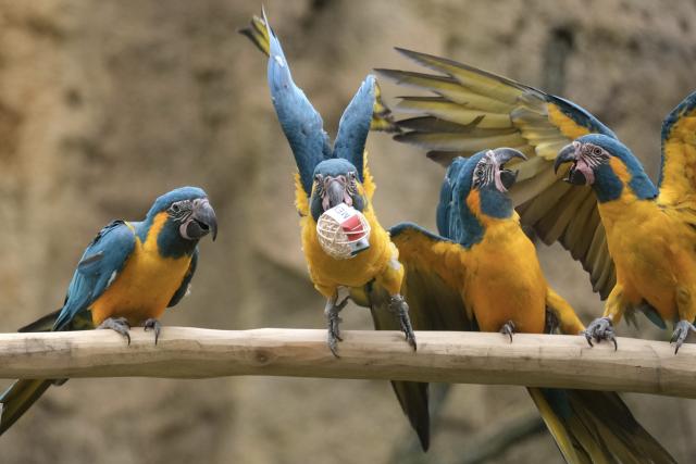 09 June 2026, Saxony, Leipzig: A blue-throated macaw uses its beak to grab a ball bearing the logo of Mexico, a participating country in the FIFA World Cup, at Leipzig Zoo. In the Amazonian aviary, the parrots are presented as 'oracles' for the opening match between Mexico and South Africa; the zoo calls the event 'Arakel.' According to the birds' 'predictions,' the match will be decided in favor of the South American team. Photo: Sebastian Willnow/dpa