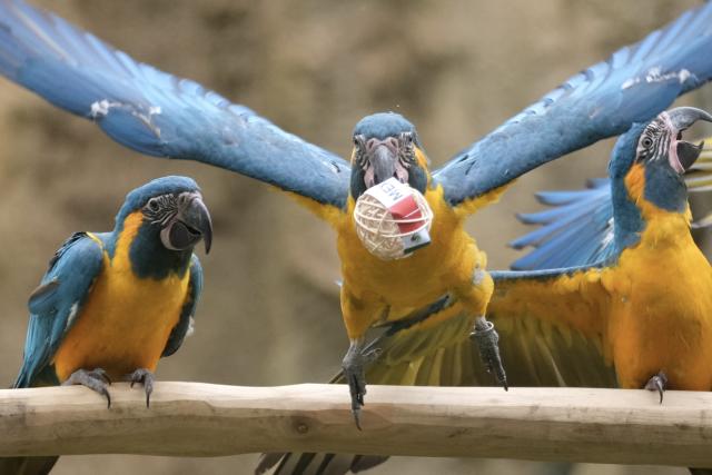 09 June 2026, Saxony, Leipzig: A blue-throated macaw uses its beak to grab a ball bearing the logo of Mexico, a participating country in the FIFA World Cup, at Leipzig Zoo. In the Amazonian aviary, the parrots are presented as 'oracles' for the opening match between Mexico and South Africa; the zoo calls the event 'Arakel.' According to the birds' 'predictions,' the match will be decided in favor of the South American team. Photo: Sebastian Willnow/dpa