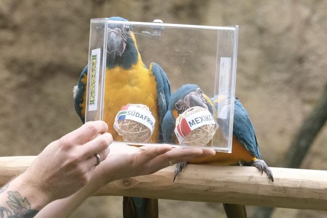 09 June 2026, Saxony, Leipzig: A blue-throated macaw uses its beak to grab a ball bearing the logo of Mexico, a participating country in the FIFA World Cup, at Leipzig Zoo. In the Amazonian aviary, the parrots are presented as 'oracles' for the opening match between Mexico and South Africa; the zoo calls the event 'Arakel.' According to the birds' 'predictions,' the match will be decided in favor of the South American team. Photo: Sebastian Willnow/dpa
