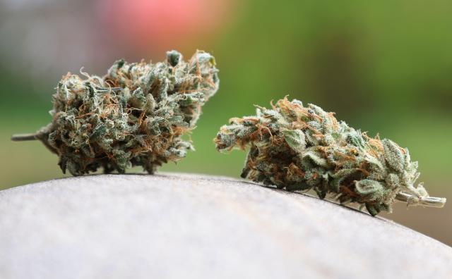 ILLUSTRATION - 21 March 2024, Bavaria, Augsburg: FILE PHOTO - Dried cannabis flowers lie on a rock. Photo: Karl-Josef Hildenbrand/dpa
