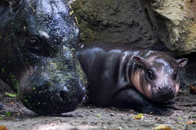 10 June 2026, Berlin: The pygmy hippopotamus calf named Broetchen walks alongside his mother, Debbi, during his first outing at the Berlin Zoo since being named. Photo: Carsten Koall/dpa