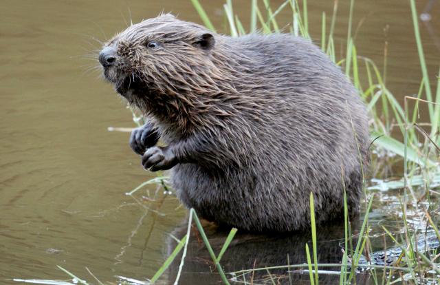 FILED - 15 July 2009, North Rhine-Westphalia, Dueren: FILE PHOTO - A beaver is sitting in the water. Photo: Felix Heyder/dpa