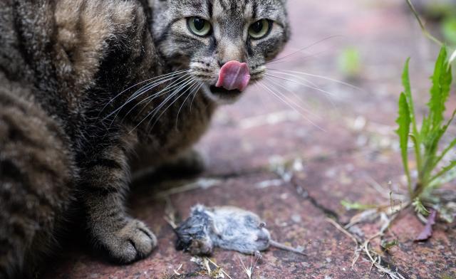 11 June 2026, Lower Saxony, Hanover: A cat eats a mouse it has just caught. Photo: Julian Stratenschulte/dpa