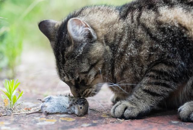 11 June 2026, Lower Saxony, Hanover: A cat sniffs a mouse it has just caught. Photo: Julian Stratenschulte/dpa
