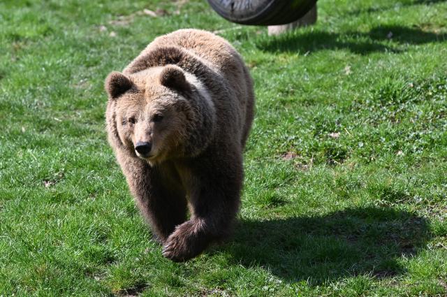 FILED - 27 March 2025, Baden-Württemberg, Cleebronn: FILE PHOTO - A brown bear is photographed in an enclosure at the Tripsdrill Wildlife Paradise. Photo: Bernd Weißbrod/dpa