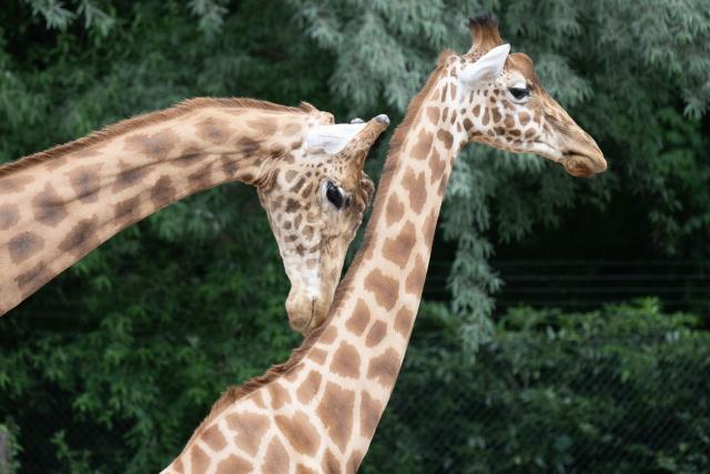 16 June 2026, Saxony, Dresden: Giraffes are seen in their expanded enclosure at the Dresden Zoo. After about four months of construction, the enclosure was enlarged by 650 square meters. Photo: Sebastian Kahnert/dpa