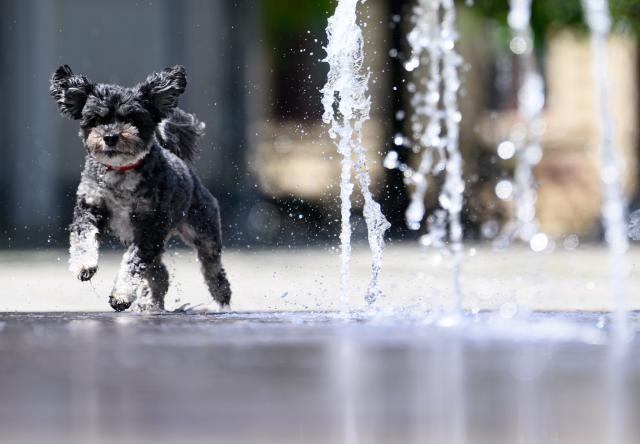 18 June 2026, Saxony, Dresden: Rosi, a Bolonka female, runs through water fountains on Hauptstrasse in summery temperatures. Photo: Robert Michael/dpa