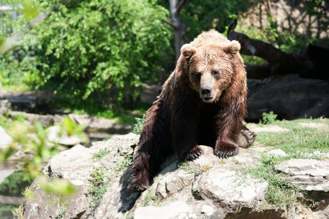 19 June 2026, Berlin: A brown bear sits on a rock in its enclosure at the Berlin Zoo during a heat wave. Photo: Sven Kaeuler/dpa