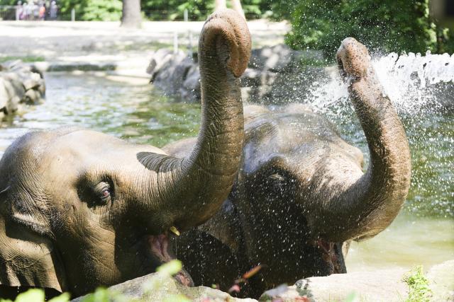 19 June 2026, Berlin: A zookeeper is spraying two elephants with a hose to cool them off during a heat wave in Berlin. Photo: Sven Kaeuler/dpa