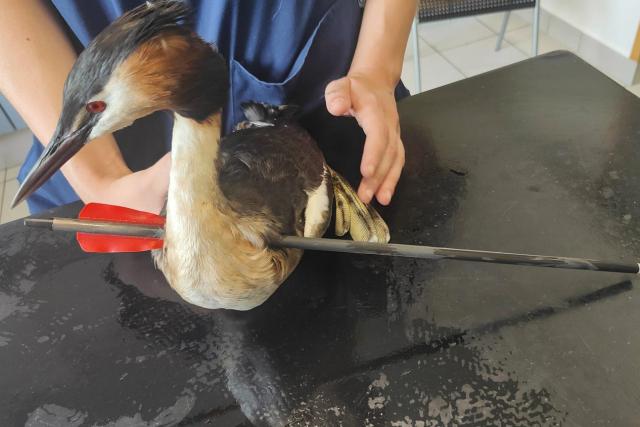HANDOUT - 19 June 2026, North Rhine-Westphalia, Kleve: A great crested Grebe with an arrow in its neck sits on a table, after residents found it at a lake near Kleve and called the fire department. Photo: -/Feuerwehr Kleve/dpa - ATTENTION: editorial use only in connection with the latest coverage and only if the credit mentioned above is referenced in full