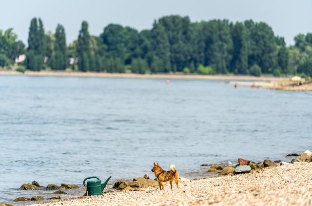 21 June 2026, Hessen, Biblis: "Chapeau," a short-haired Miniature Spitz, waits on the riverbank for his owner. Three people are reported missing after swimming in the Rhine near the town of Biblis. Photo: Andreas Arnold/dpa