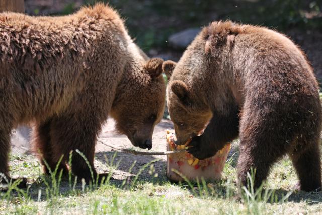 24 June 2026, Sachsen-Anhalt, Thale: The brown bears at Hexentanzplatz Zoo are enjoying an ice pop to cool off in the summer heat. It's a welcome treat for the bears in this hot weather. Photo: Matthias Bein/dpa