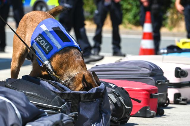 24 June 2026, Thuringia, Hermsdorfer Kreuz: Riki, a customs dog, is on duty at the Hermsdorfer Kreuz rest stop. The eight-year-old Belgian Shepherd has already received an award for his keen sense of smell when it comes to contraband. Photo: Heiko Rebsch/dpa