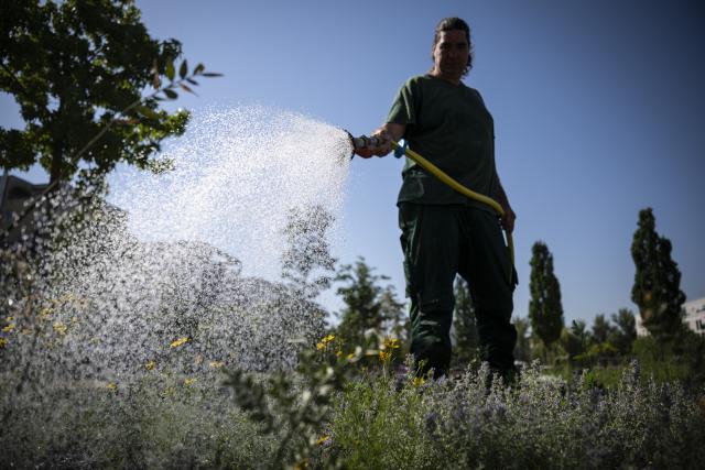 PRODUCTION - 25 June 2026, Hesse, Frankfurt am Main: An employee of the Frankfurt Parks and Recreation Department is watering a green space. Photo: Hannes P. Albert/dpa