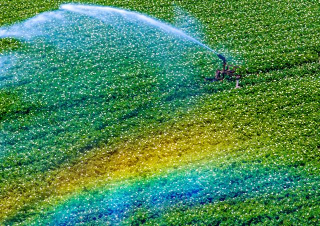 25 June 2026, Mecklenburg-Western Pomerania, Boddin: An aerial view shows a sprinkler system spraying water over a potato field during the height of summer, creating a rainbow. Photo: Jens Büttner/dpa
