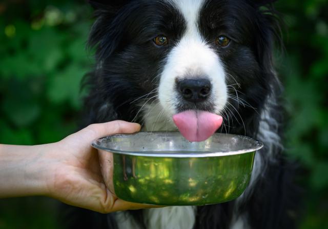 25 June 2026, Brandenburg, Sieversdorf: Tilda, a female Border Collie, is given a bowl of fresh water to drink in order to cool down in the heat. Photo: Patrick Pleul/dpa