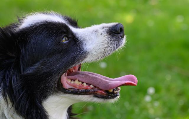 25 June 2026, Brandenburg, Sieversdorf: Tilda, a female Border Collie, lies in the shade in a garden, panting with her mouth open to help regulate her body temperature in the heat. Photo: Patrick Pleul/dpa