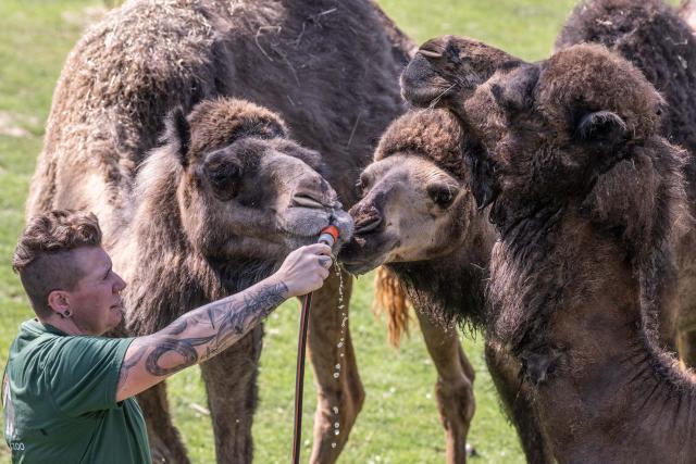25 June 2026, Hesse, Kronberg: Zookeeper Selina uses a garden hose to cool off the dromedaries at the Opel Zoo. Photo: Boris Roessler/dpa
