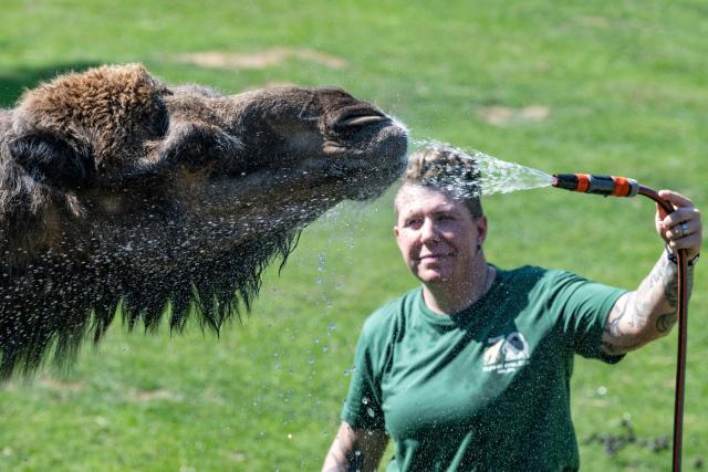25 June 2026, Hesse, Kronberg: Zookeeper Selina uses a garden hose to cool off the dromedaries at the Opel Zoo. Photo: Boris Roessler/dpa