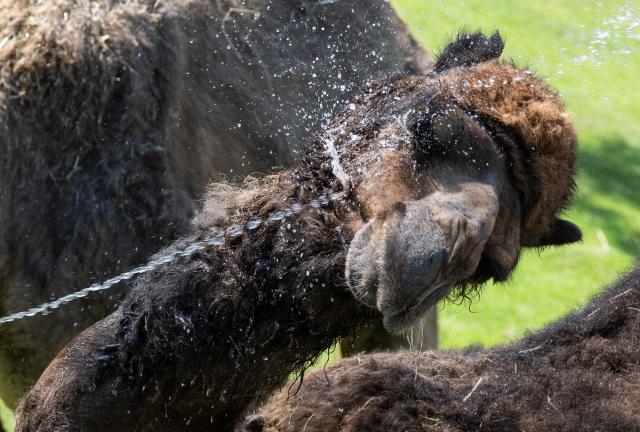 25 June 2026, Hesse, Kronberg: A dromedary at the Opel Zoo is being cooled off with a garden hose. Photo: Boris Roessler/dpa
