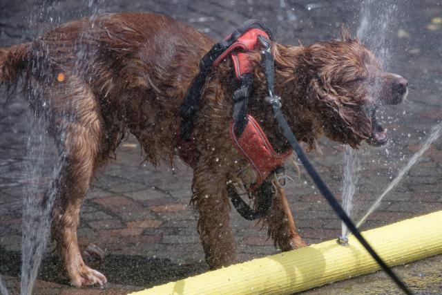 26 June 2026, North Rhine-Westphalia, Cologne: A dog cools off at a water fountain installed on Rudolfplatz in downtown Cologne as part of the city's "Cooling Cologne" heat relief initiative. Photo: Henning Kaiser/dpa