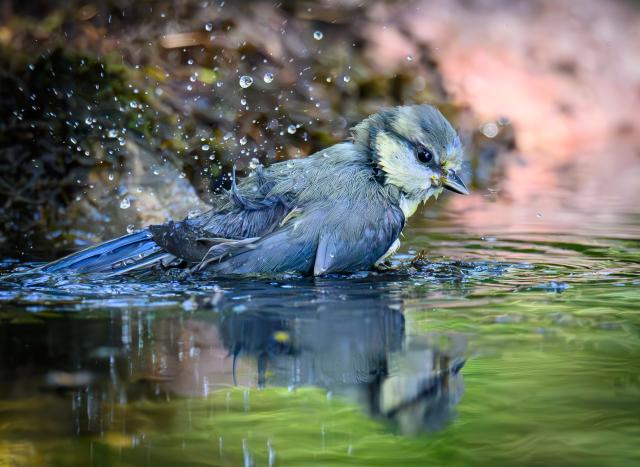 26 June 2026, Sieversdorf: A young Blue Tit bathes in a forest pond to cool off during ongoing summer heat, as temperatures above 30 degrees Celsius continue to affect local bird populations. Photo: Patrick Pleul/dpa