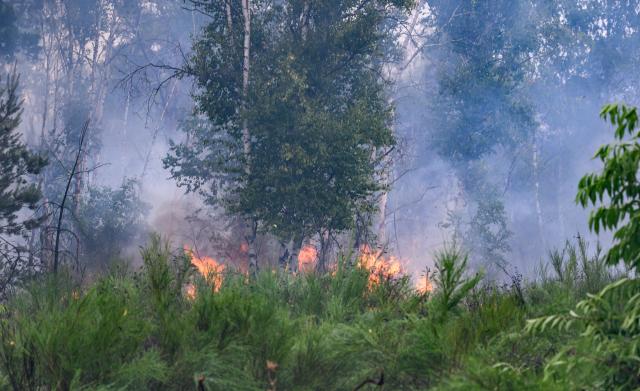 FILED - 06 July 2025, Saxony, Jacobsthal: FILE PHOTO - Flames are seen during a forest fire in the Gohrischheide. An unusually large area of forest burned in Germany last year, largely due to a single fire in Saxony, according to the Federal Information Center for Agriculture in Bonn. Photo: Robert Michael/dpa