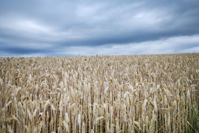 05 July 2026, nor, Oberpleis: Dark clouds roll over a wheat field. Photo: Thomas Banneyer/dpa