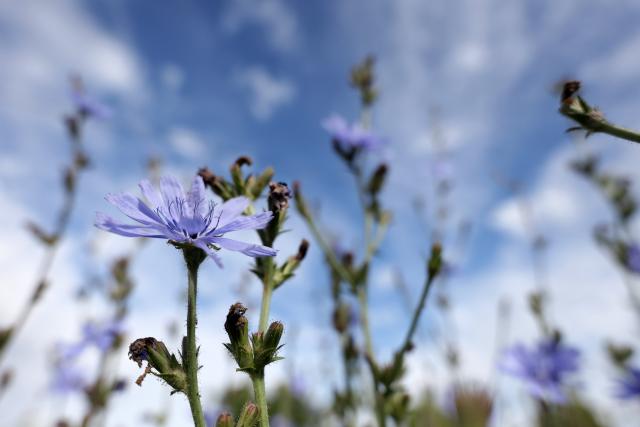 05 July 2026, Baden-Wuerttemberg, Unlingen: A clear blue sky is visible through blue flowers. Photo: Thomas Warnack/dpa
