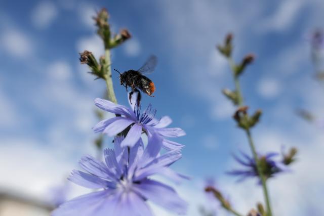 05 July 2026, Baden-Wuerttemberg, Unlingen: A bumblebee flies past blue flowers. Photo: Thomas Warnack/dpa