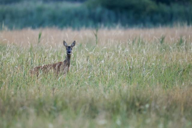05 July 2026, Baden-Wuerttemberg, Unlingen: A deer stands in tall grass in the morning. Photo: Thomas Warnack/dpa