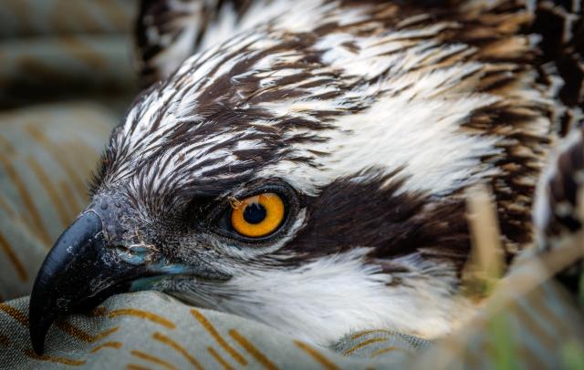 06 July 2026, Mecklenburg-Vorpommern, Neustadt-Glewe: An osprey, about five weeks old, lies on a blanket during the banding process. Bird experts, with support from the energy provider WEMAG, are currently banding the chicks that hatched a few weeks ago. Photo: Jens Büttner/dpa