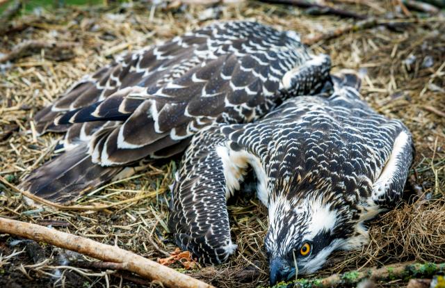 06 July 2026, Mecklenburg-Vorpommern, Neustadt-Glewe: Two ospreys, about five weeks old, lay in their nest awaiting the banding process. Bird experts, with support from the energy provider WEMAG, are currently banding the chicks that hatched a few weeks ago. Photo: Jens Büttner/dpa