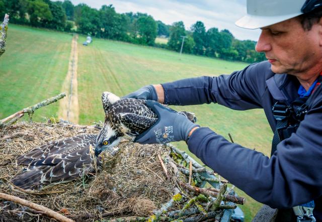 06 July 2026, Mecklenburg-Vorpommern, Neustadt-Glewe: A fish eagle, about five weeks old, is being lifted out of its nest by WEMAG employee Michael Senff for banding. Bird experts, with support from the energy provider WEMAG, are currently banding the chicks that hatched a few weeks ago. Photo: Jens Büttner/dpa