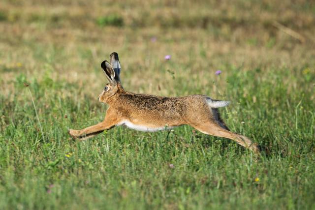 07 July 2026, Baden-Wuerttemberg, Rottweil: A hare hops across a meadow near Rottweil in the sunshine. Photo: Silas Stein/dpa