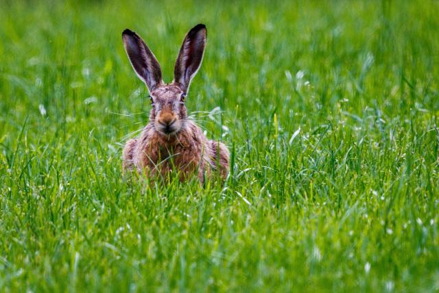 08 July 2026, Mecklenburg-Western Pomerania, Rambeel: A European hare (Lepus europaeus) searches for food in a green meadow. According to wildlife biologists, the European hare population in Germany is currently stable despite ongoing threats from intensive agriculture and road traffic. Photo: Jens Büttner/dpa