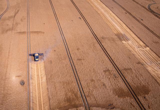 08 July 2026, Mecklenburg-Western Pomerania, Dalberg: A combine harvester works in a barley field as the harvest gets underway in northern Germany following days of rain that delayed fieldwork due to waterlogged soil and damp crops. Photo: Jens Büttner/dpa