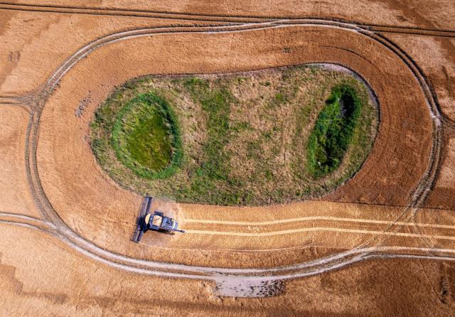 08 July 2026, Mecklenburg-Western Pomerania, Dalberg: A combine harvester works in a barley field as the harvest gets underway in northern Germany following days of rain that delayed fieldwork due to waterlogged soil and damp crops. Photo: Jens Büttner/dpa