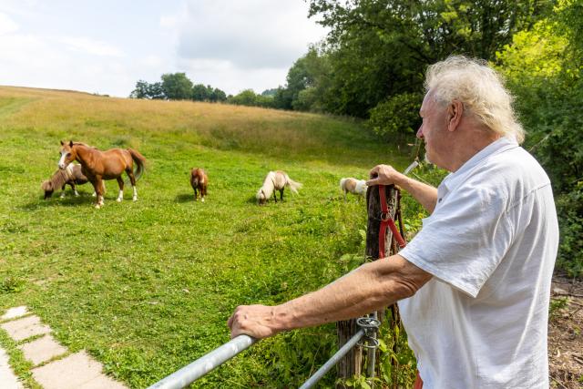 PRODUCTION - 08 July 2026, Hesse, Greifenstein: Falabella, Shetland and Welsh ponies graze in a pasture near the Lahntal Outdoor Center in Greifenstein-Allendorf. Photo: Christian Lademann/dpa