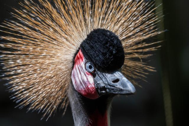 PRODUCTION - 08 July 2026, Mecklenburg-Western Pomerania, Stralsund: A crowned crane stands in a meadow at a zoo ahead of State Zoo Day, which will be held on July 10, 2026. Photo: Stefan Sauer/dpa