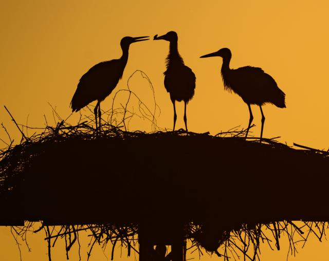 09 July 2026, Brandenburg, Lebus: Three young white storks (Ciconia ciconia) stand in their nest on a power pole early in the morning. Photo: Patrick Pleul/dpa