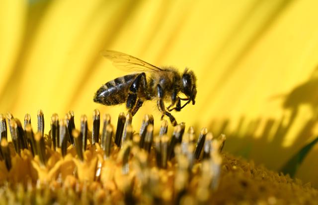 10 July 2026, Baden-Wuerttemberg, Remseck: A bee gathers pollen from a sunflower in the heat of summer. Photo: Bernd Weißbrod/dpa